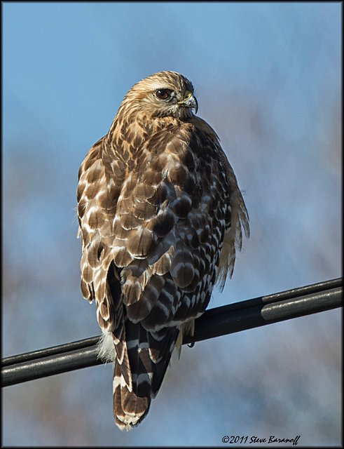 _1SB0313 red-shouldered hawk.jpg